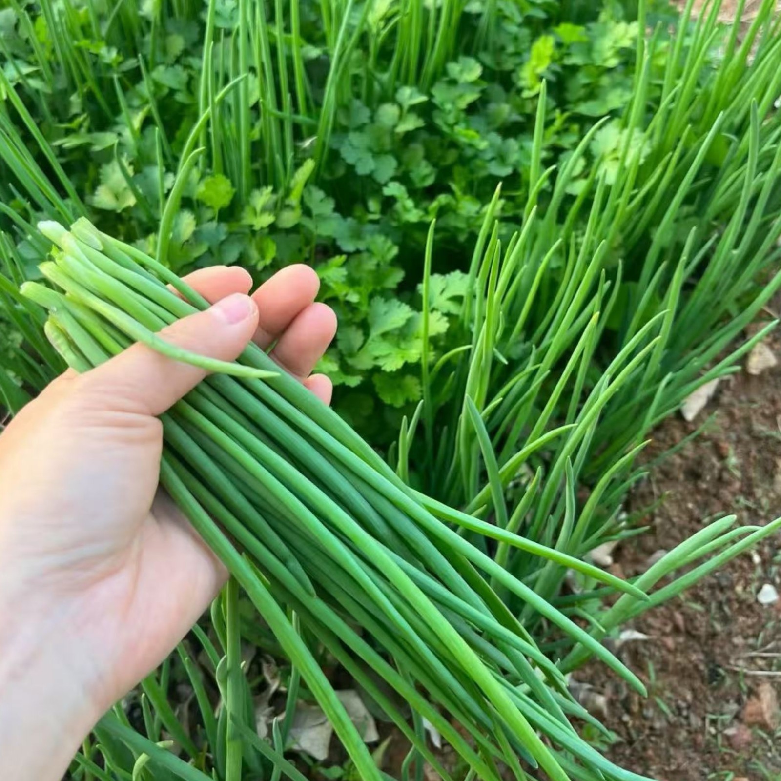 1000 Green Onion Seeds – Fast-Growing Bunching Scallion for Kitchen Herb Garden