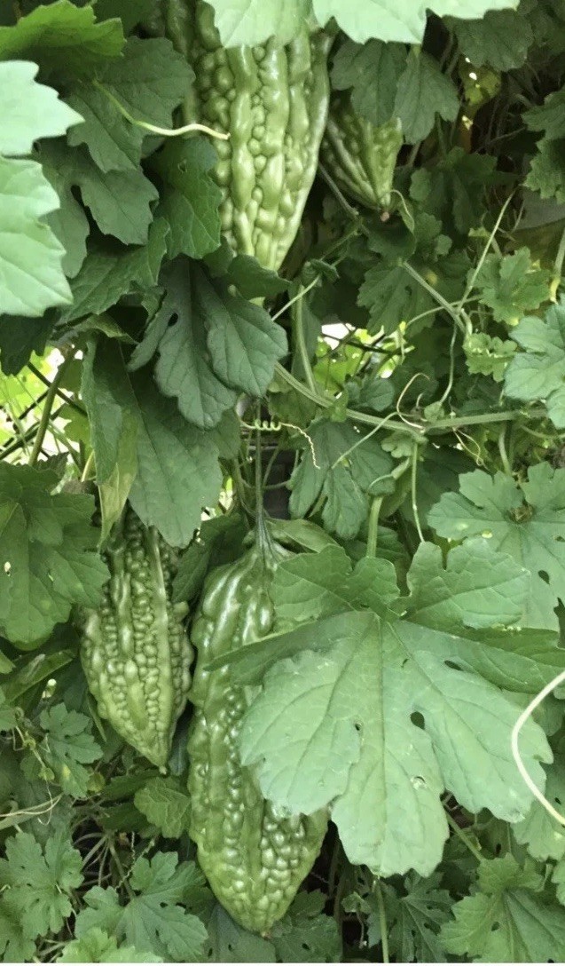 BitterMelon Starter Plant With Pot 6” Bitter Gourd Ready To Plant