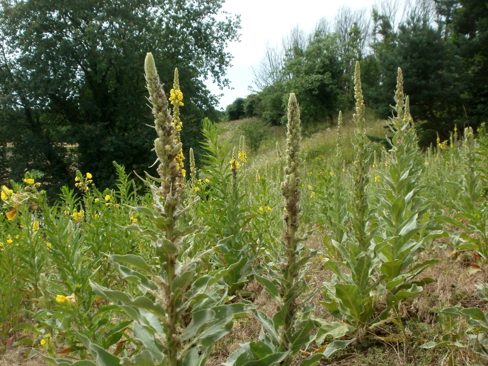 1000 Mullein Seeds – Verbascum thapsus – Herb – Great Mullein
