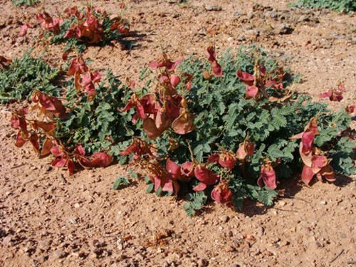 Caesalpinia repens | Creeping Nicker | 5 Seeds