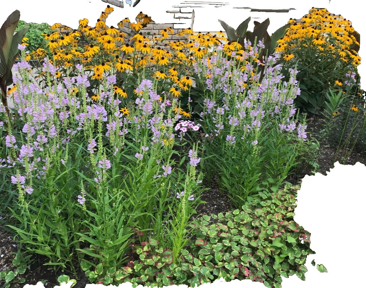 Black Eyed Susan Flower Seeds | Non-GMO | Heirloom | Fresh Garden Seeds 1 Ounces