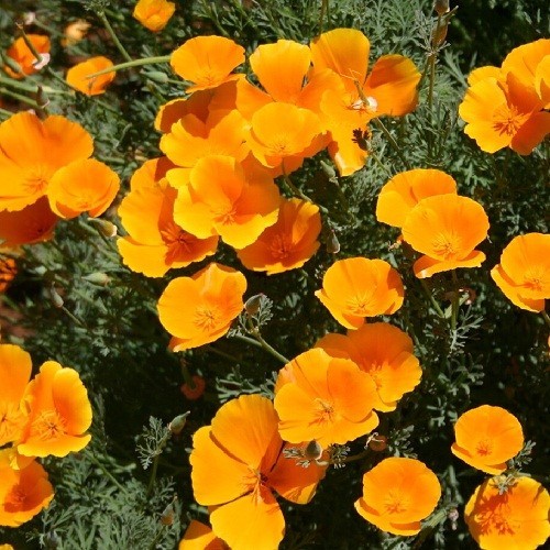 Classic Orange California Poppies Eschscholzia californica Fresh Ready To Plant