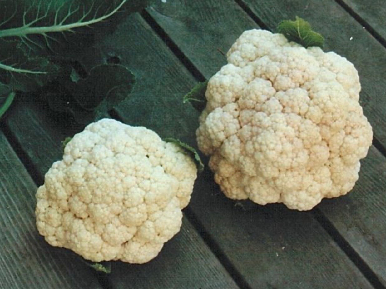 50+ Fresh Cauliflower Seeds, Snowball Heirloom, Organic Non-GMO, USA Seller 🇺🇸