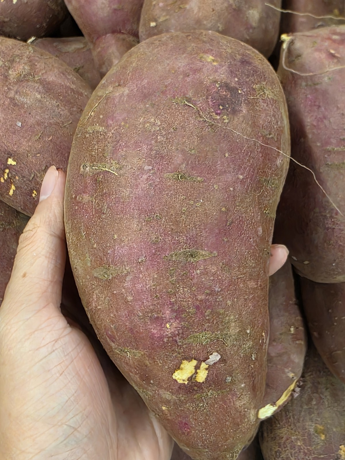 Japanese Murasaki Sweet Potatoes – 3 LB | Red Skin, White Flesh | Premium USA