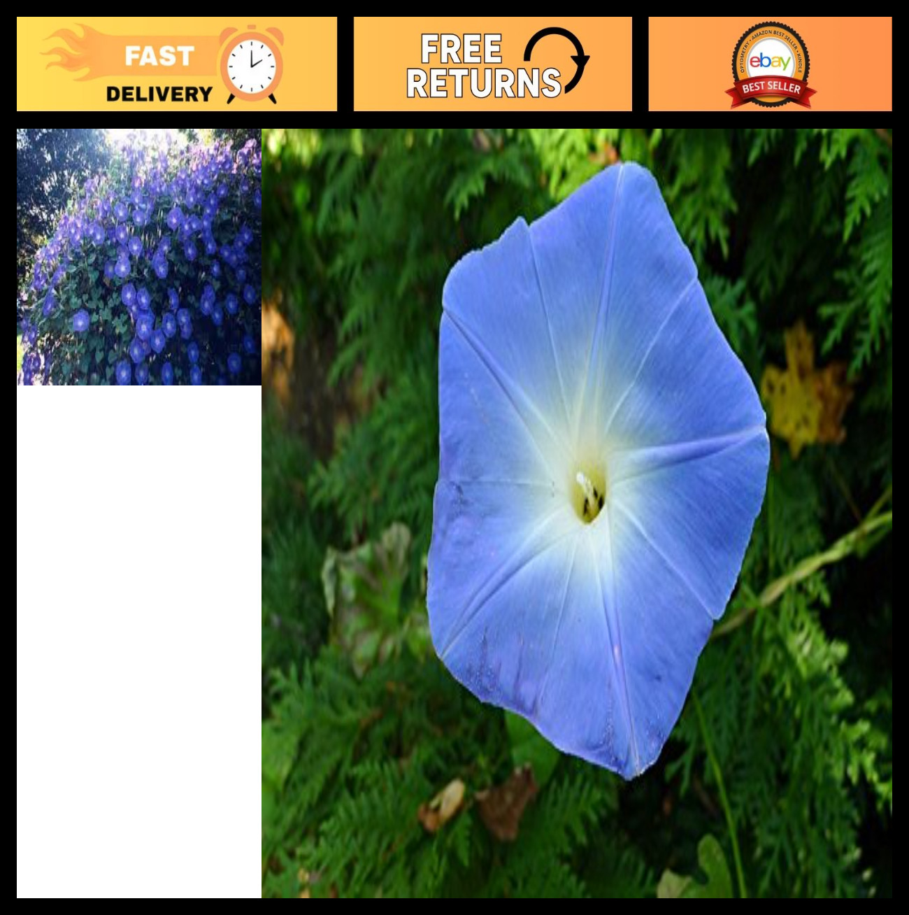 Heavenly Blue Morning Glory Seeds – Untreated Ipomoea Tricolor (1 lb) – Fast Gro