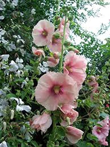 Hollyhock, Pink, RED & Yellow 100 Seeds Heirloom,Beautiful