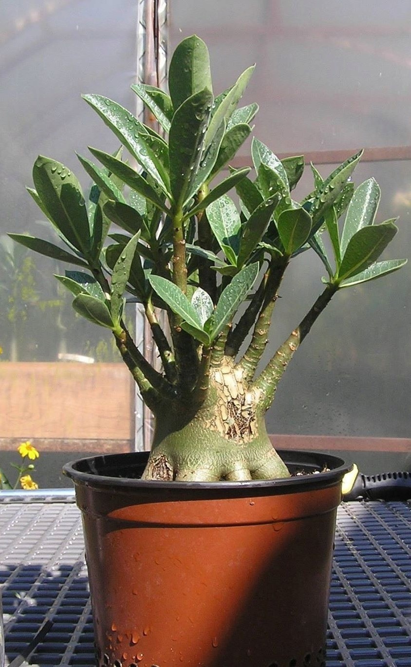 Adenium Arabicum Yak Lop Buri, 7 seeds