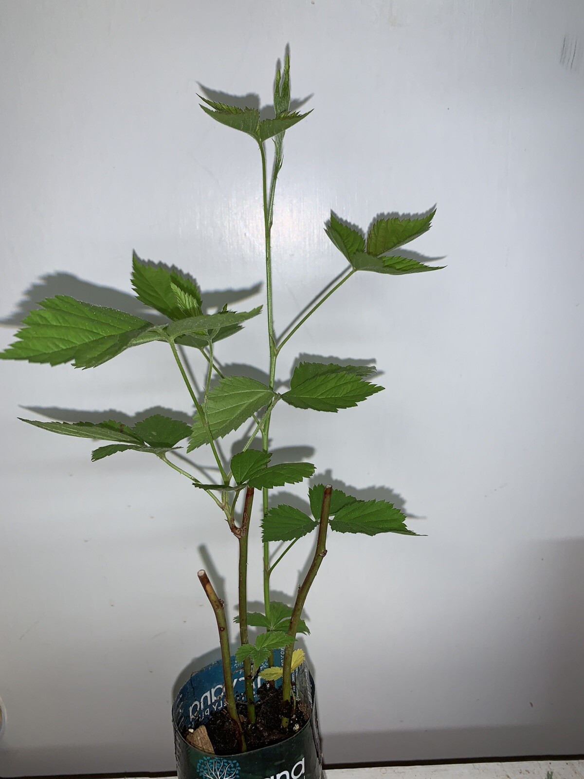 Boysenberry plant, 6-12″ tall, 1 year old well rooted plant.