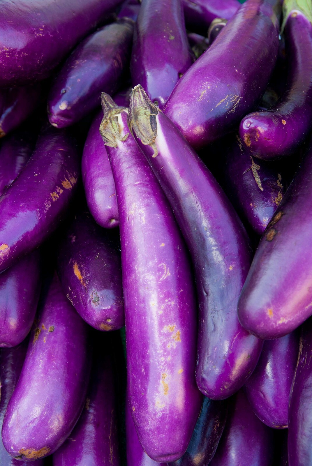 55 Organic Non-GMO Long Purple Italian Eggplant Seeds – Seeds Of Tomorrow
