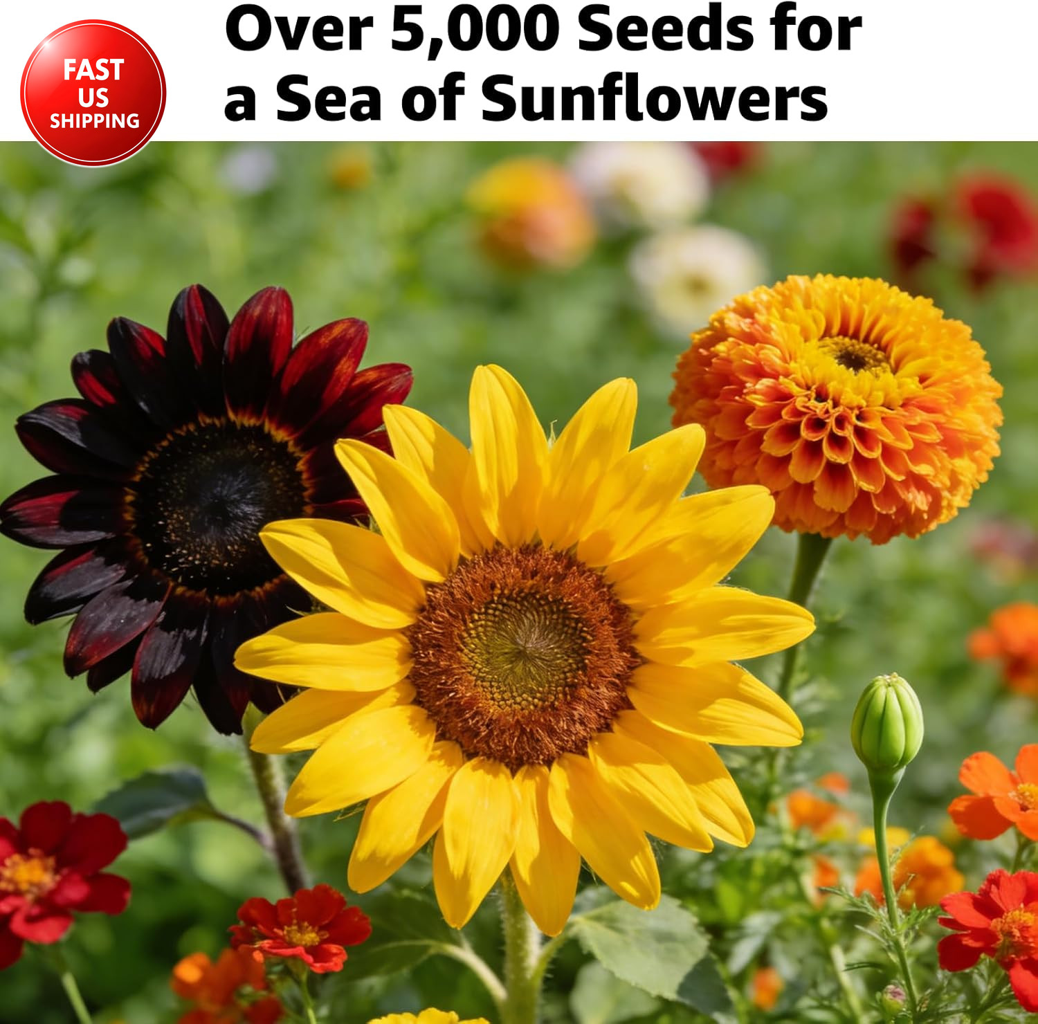 15+ Varieties 5000+ Sunflower Seeds for Planting, 4 Oz Heirloom Non-Gmo Sunflowe