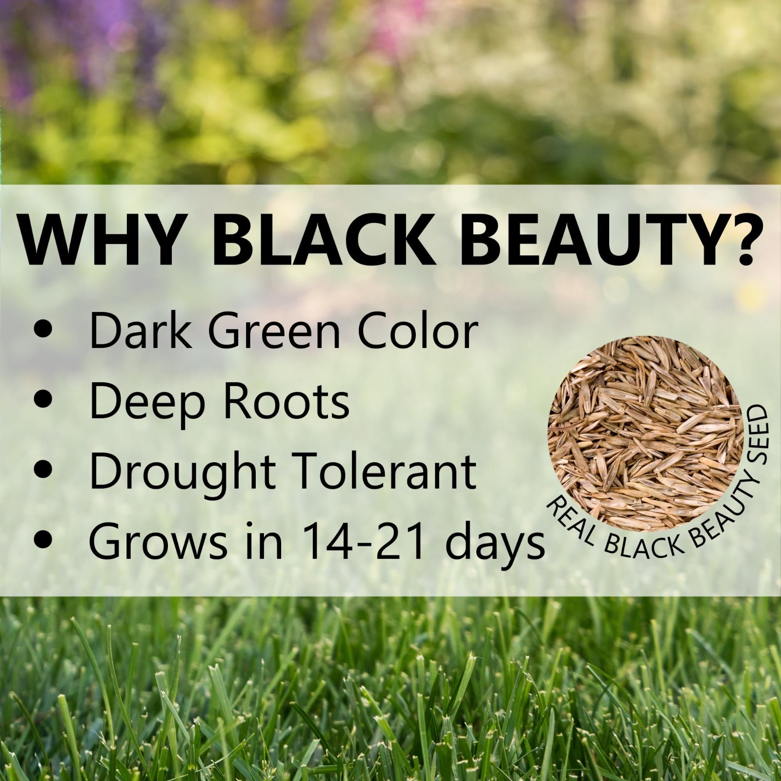 Dense Shade Grass Seed – Black Beauty Cool Season Lawn Seed for Thick Turf (3 lb