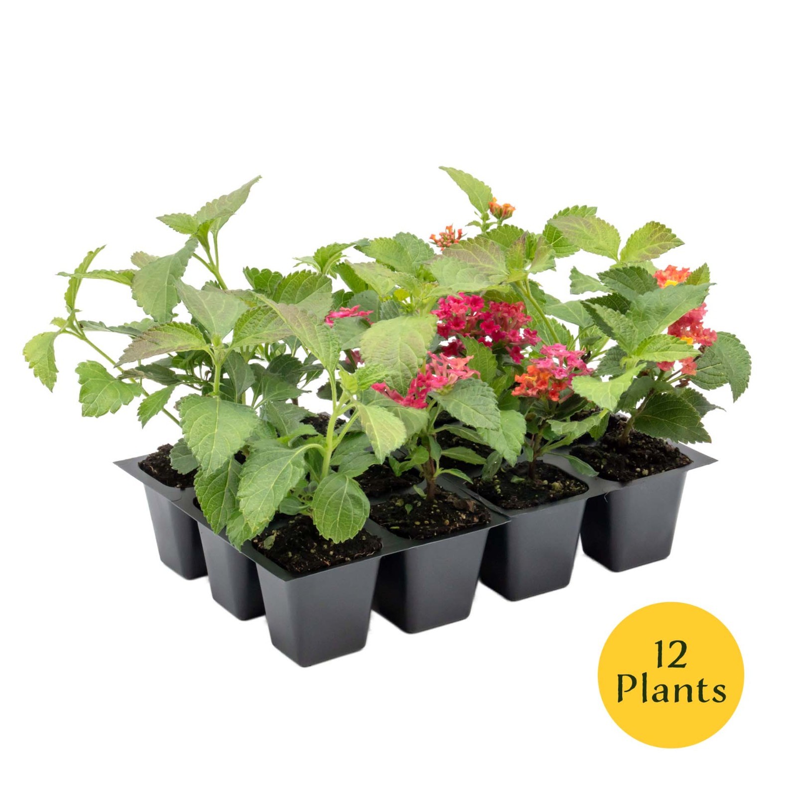 Irene Lantana in 2.5” Nursery Cubes (Lantana camara ‘Irene’) | Flowering Plants