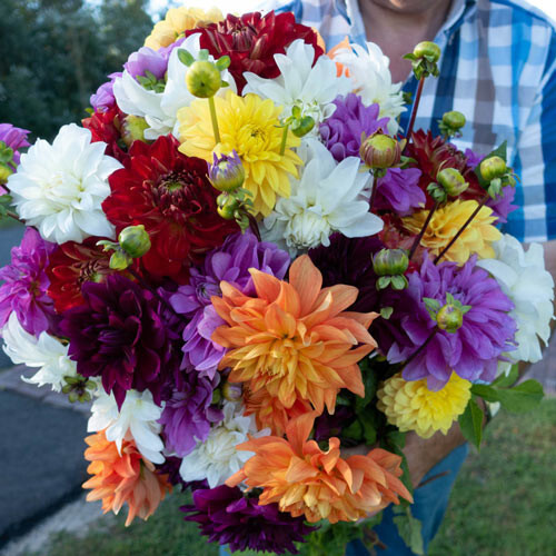 Mixed Decorative Dahlia Five tubers bulbs