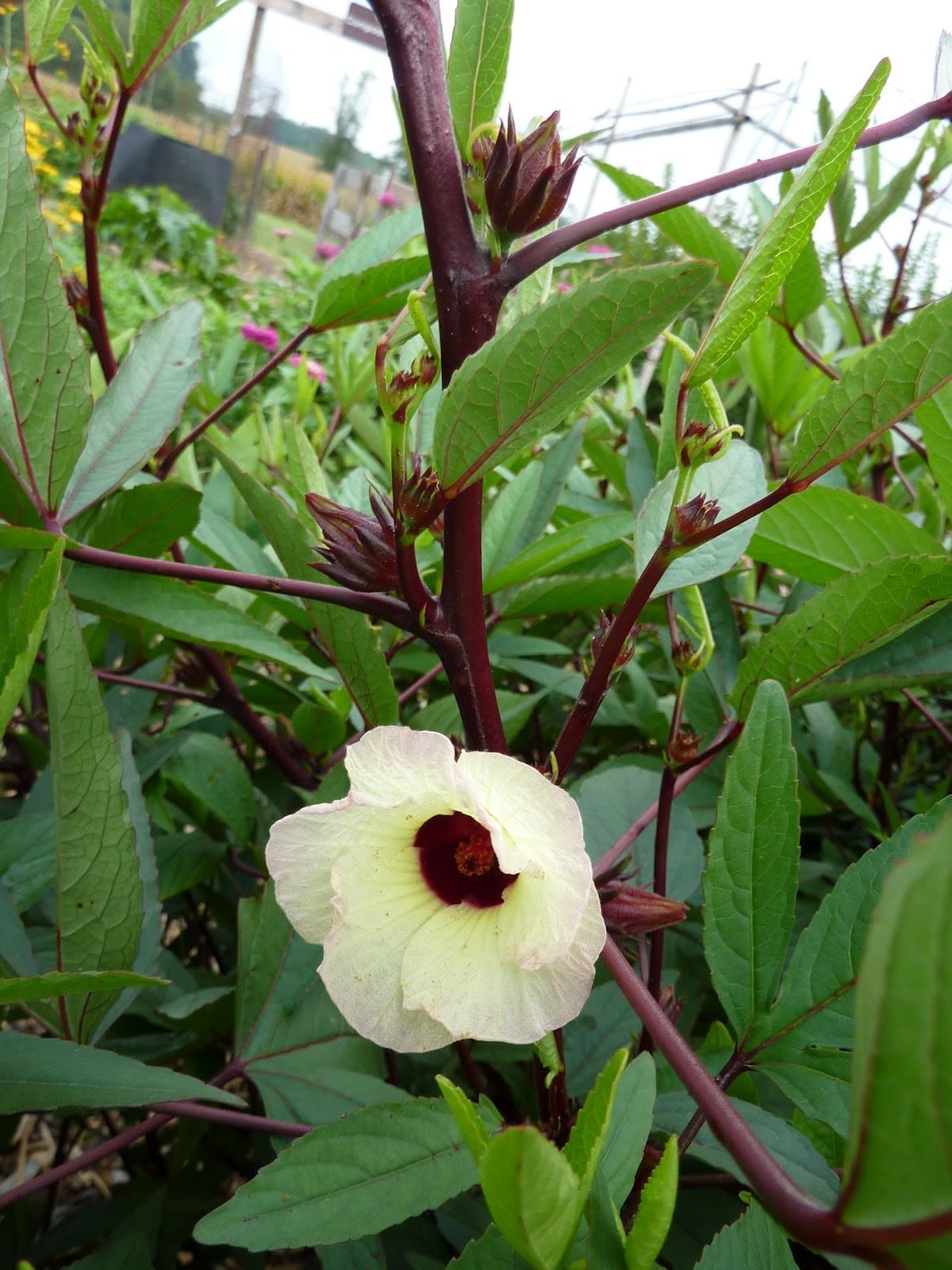 Red Hibiscus Roselle Seeds – 50+ Count – 3-5 ft Tropical Plant for 2026