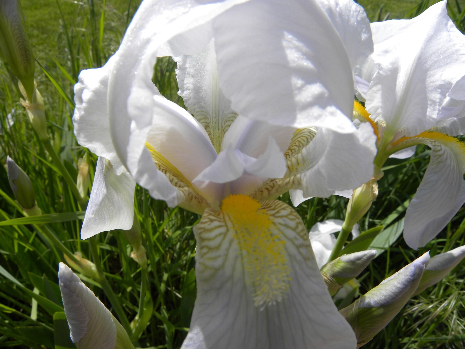Lot of 12 White Lavender Iris Flower Rhizome Rhizomes Plant Flowers Fresh Dig