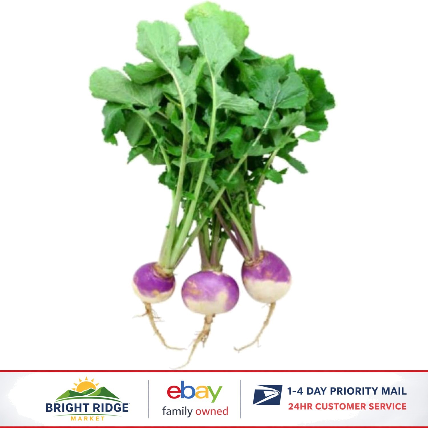 GMO Free Purple Top Turnip Seeds, Ideal for Sandy Soil and Full Sun Exposure