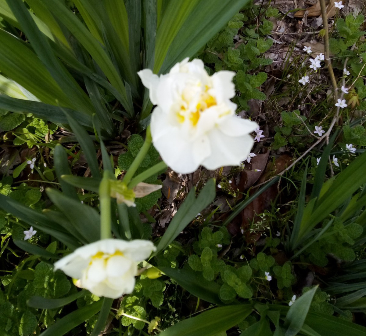 Daffodil (Narcissus pseudonarcissus) Flower Bulbs- Mixed Varieties- 15 Bulbs