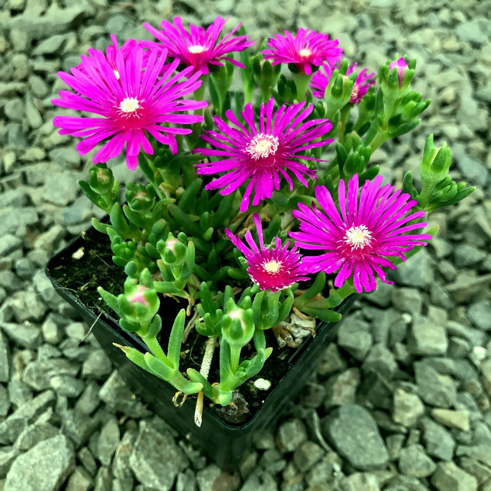 20 ICE PLANT Seeds (Delosperma Cooperi) Daisy Flower Hardy Ground Cover Plant