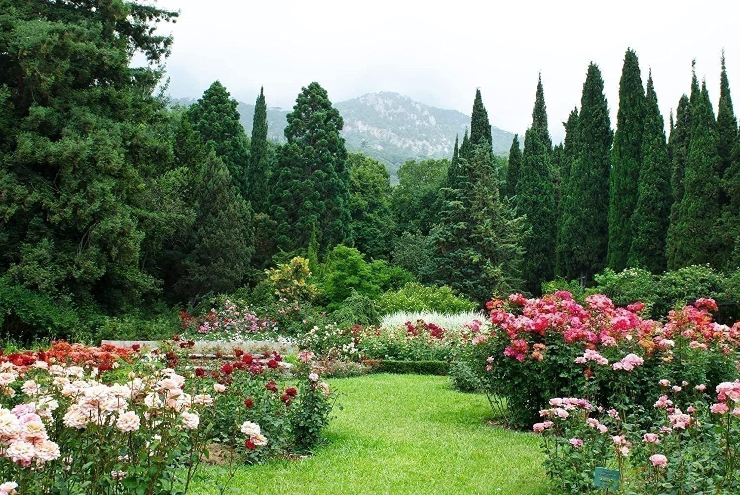 Italian Cypress | 3 Gallon | Cupressus sempervirens | Low Maintenance | Hardy