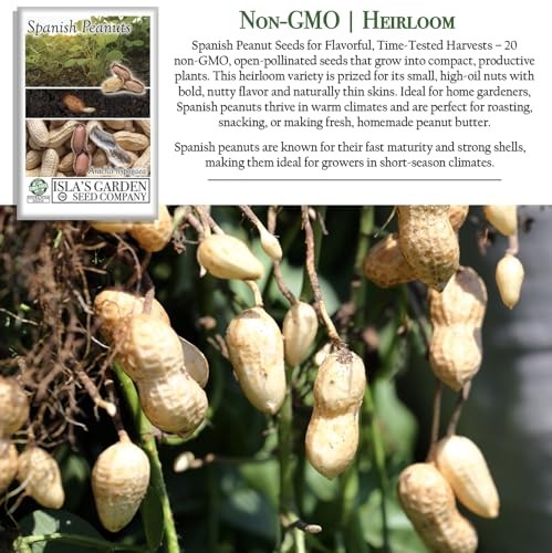 Spanish Peanut Seeds (Arachis hypogaea) – 20 Non-GMO Heirloom by Isla’s Garden