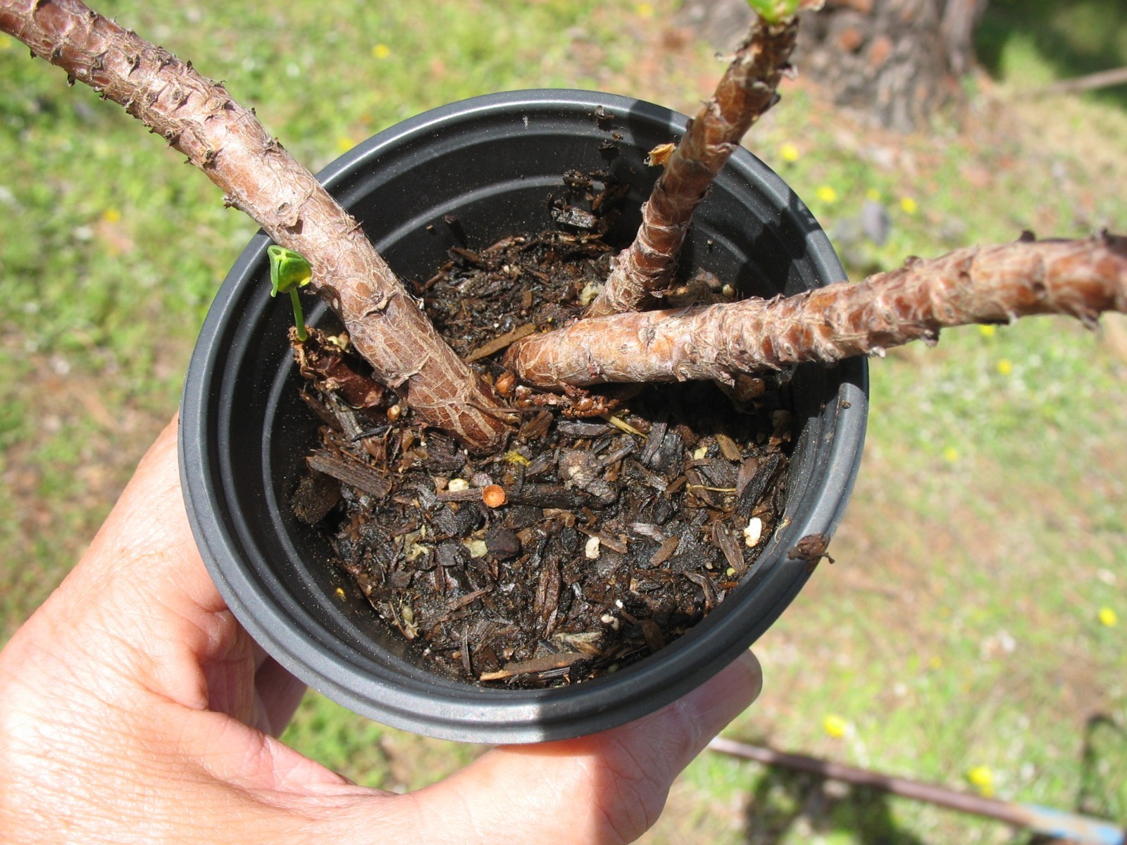 Bonsai Sorrel ~ Oxalis carnosa Caudex Caudiciform megalorrhiza 3.5″ pot #3