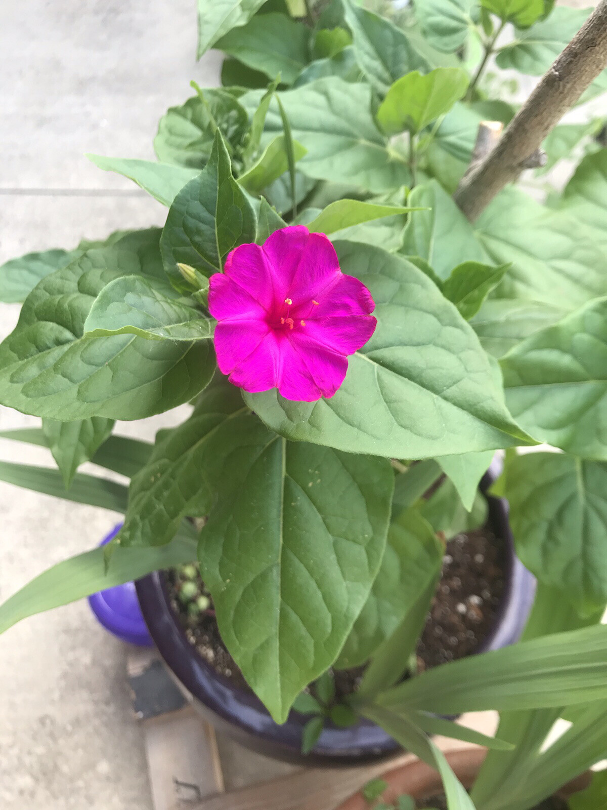 Mirabilis jalapa 4 o’clock seeds magenta pink 25 SEEDS