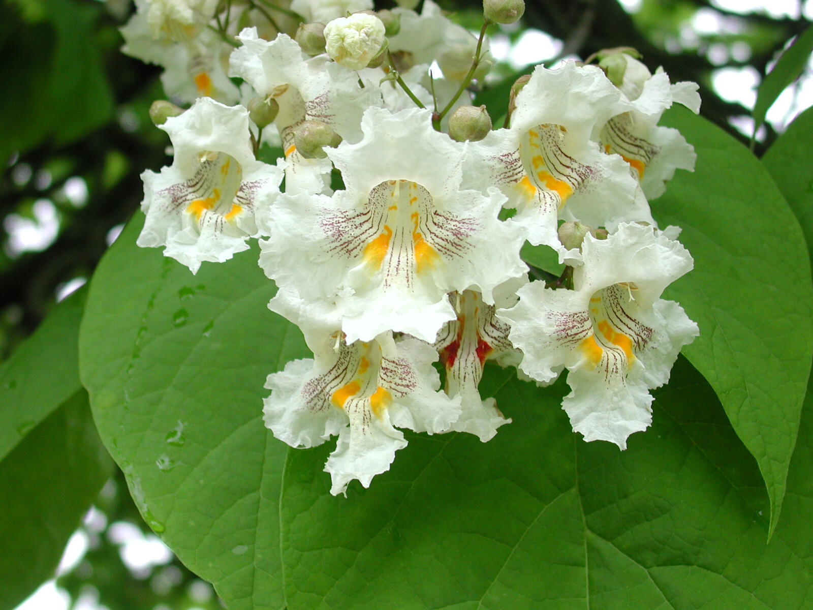 Northern Catalpa Tree Seeds (Catalpa speciosa) 100 + seeds