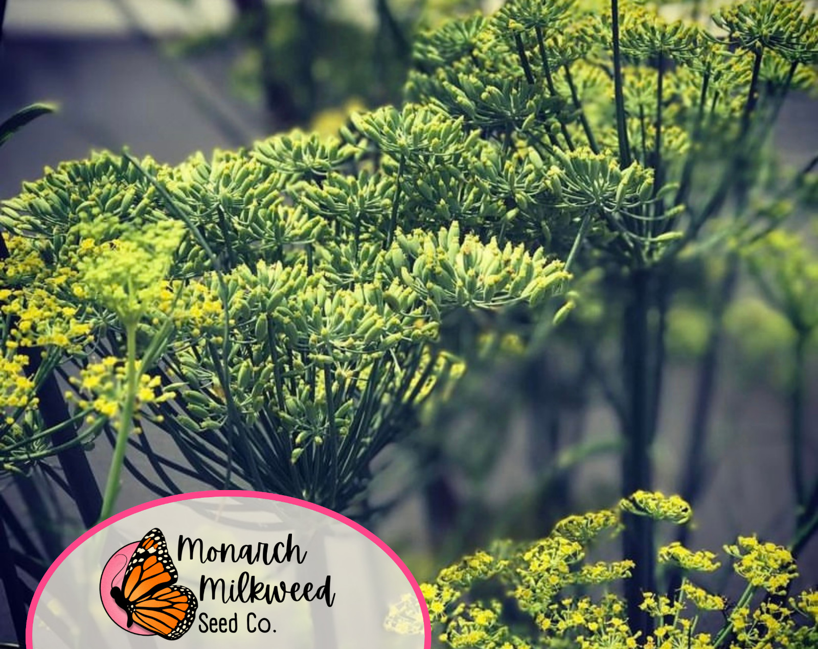 600+ Cumin Seeds | Non-GMO, Culinary Herb Gardening Seed Packet, Free Shipping