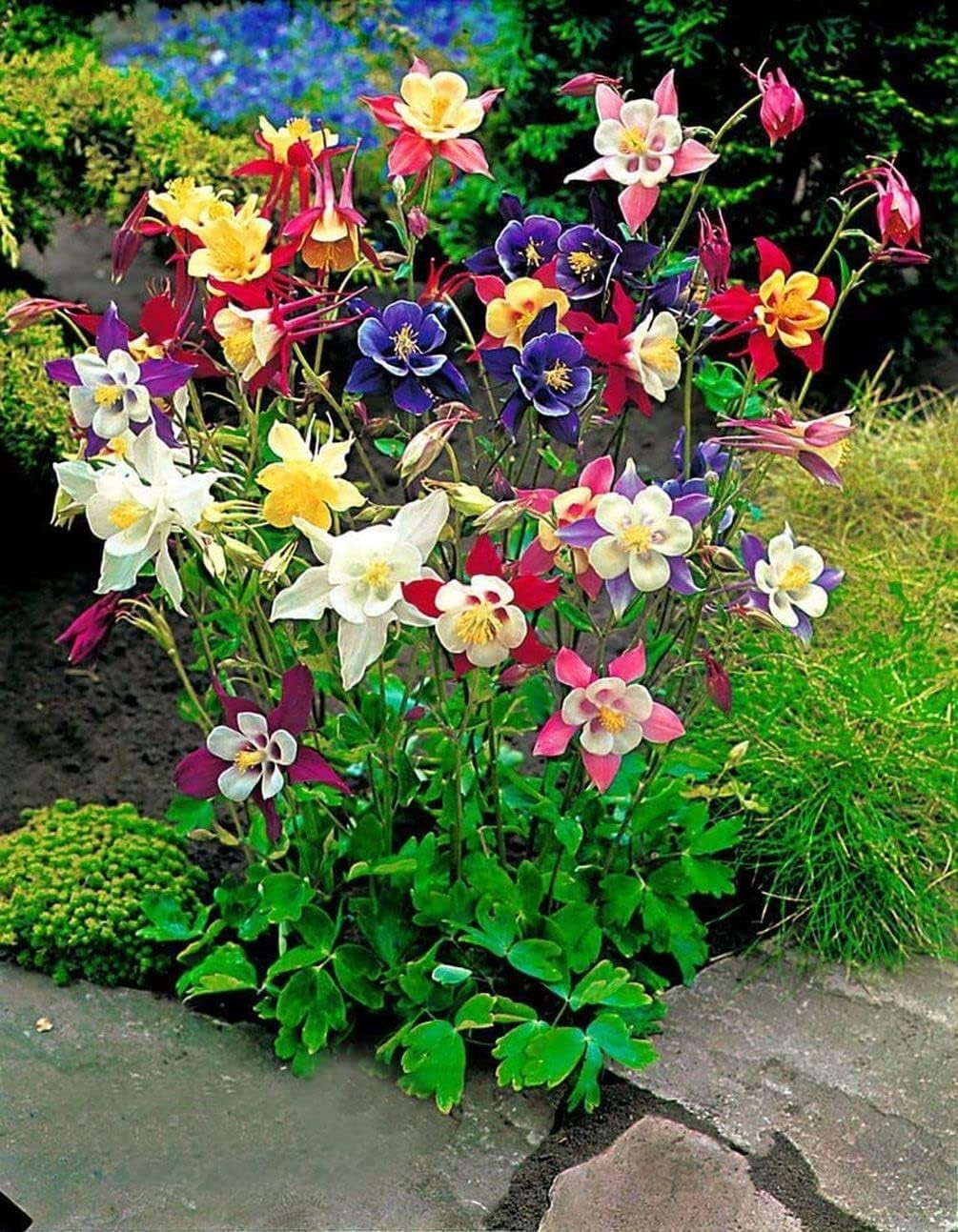 200+ MCKANA GIANTS COLUMBINE SEEDS — PERENNIAL MIX – HUMMINGBIRD / BUTTERFLIES