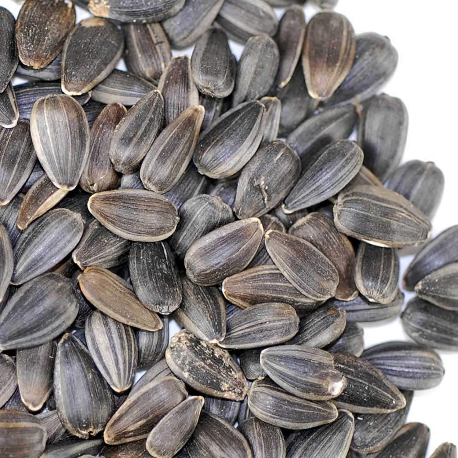 Nutritious Black Oil Sunflower Seeds for Microgreens – 128K Count per 5 Lbs