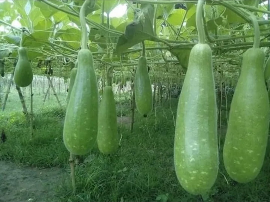 Big Bottle Gourd seeds | 10 Seeds | Asian Squash| Pugua Opo seeds.