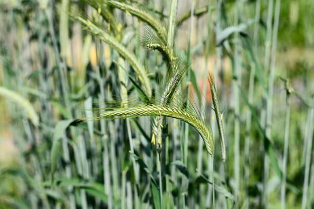 Cat Grass/Cereal Rye, 300+ Seeds. Heirloom~Organic~Non-GMO. Free Shipping.