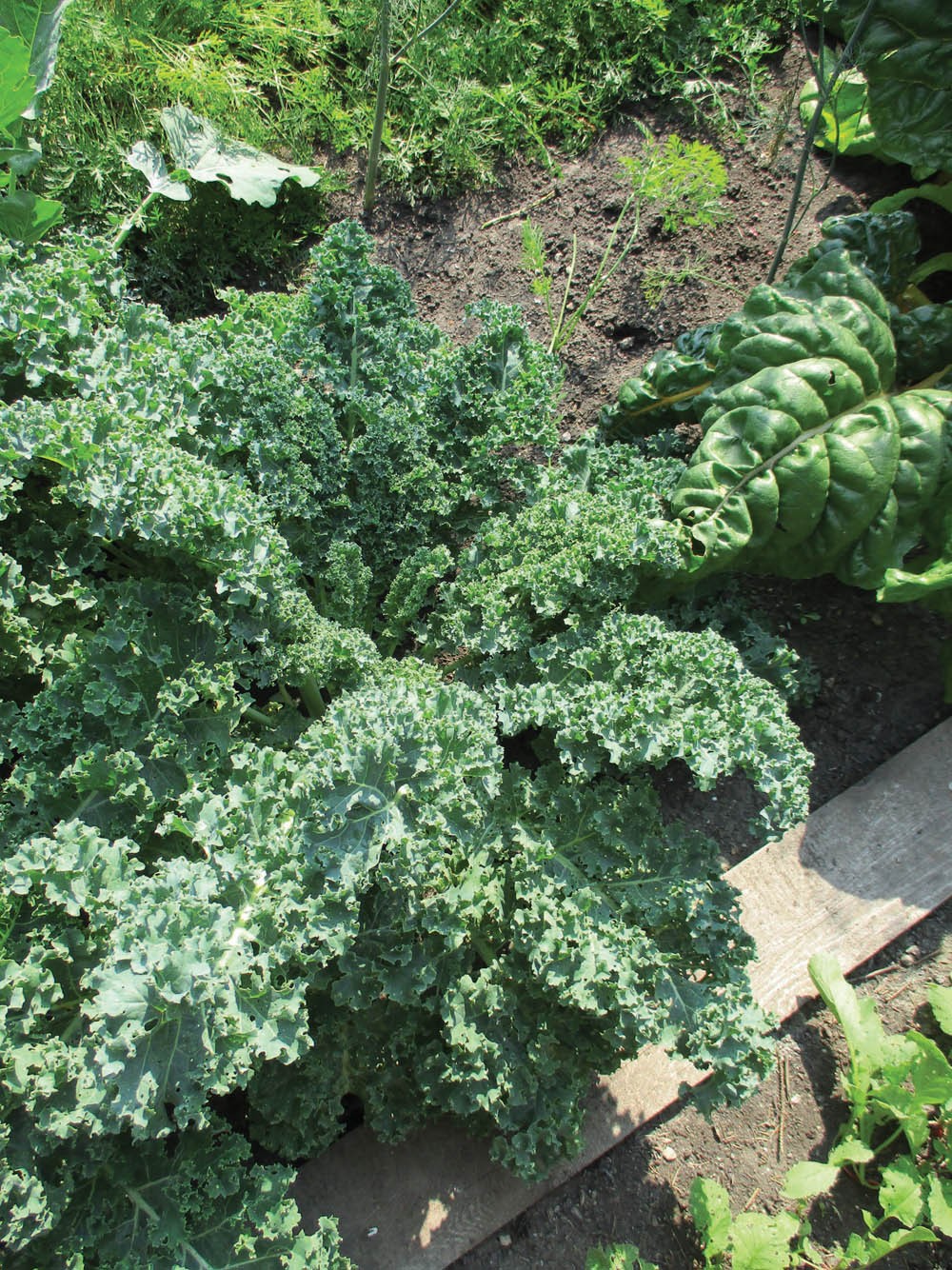 Blue Curled Scotch Kale Seeds | Green Curly Tuscan Collard Vegetable Seed 2024
