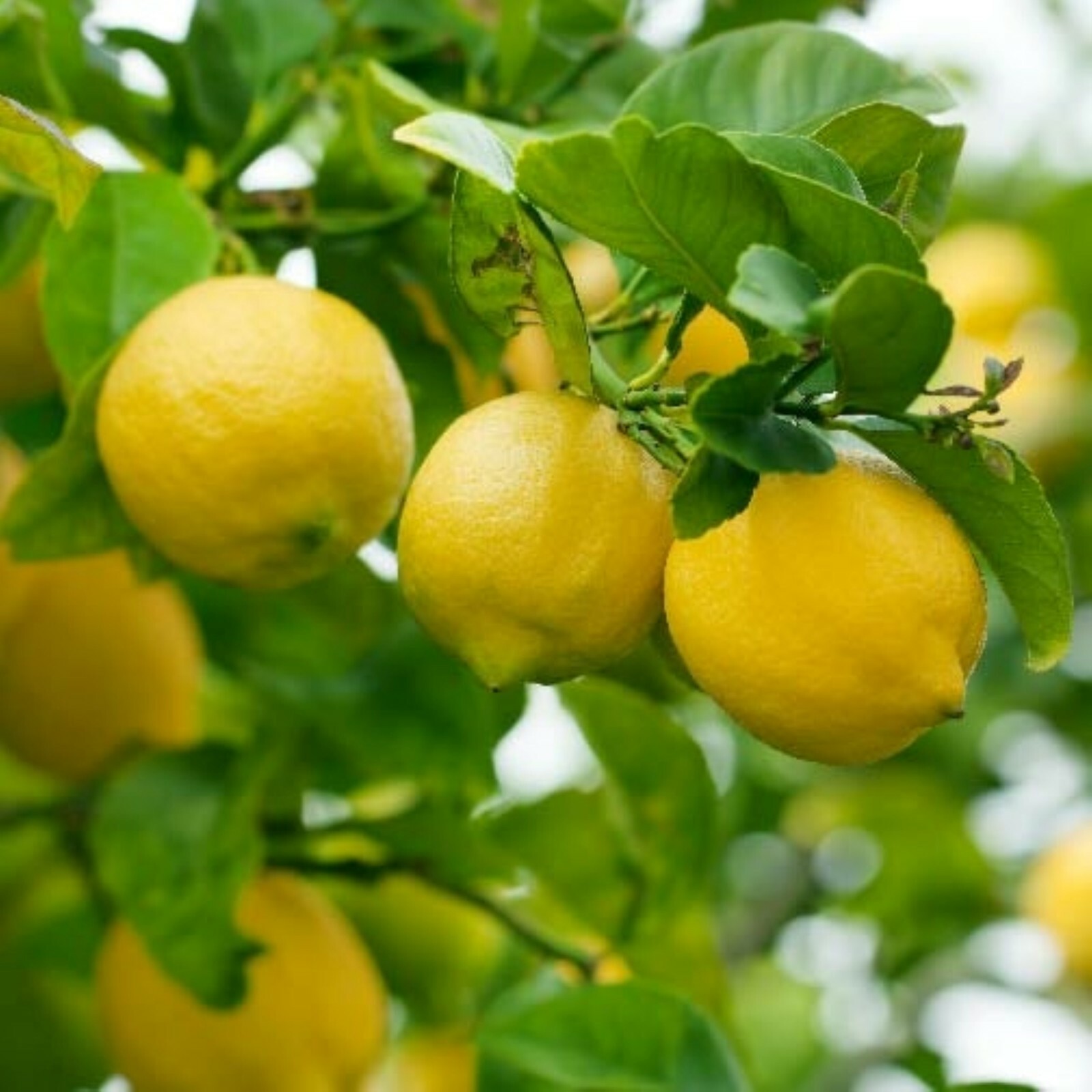 California only!! Eureka Semi-Dwarf Lemon Tree, 18-36 inches tall, grafted plant