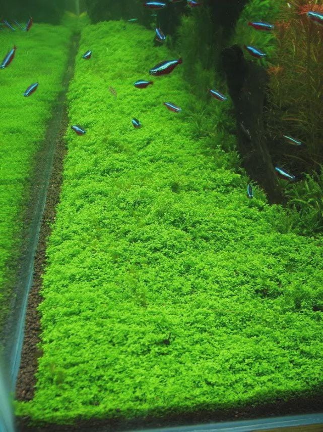 200+ Pcs Aquarium Carpet Plant Seeds Aquatic Grass for Fish Tank Decoration
