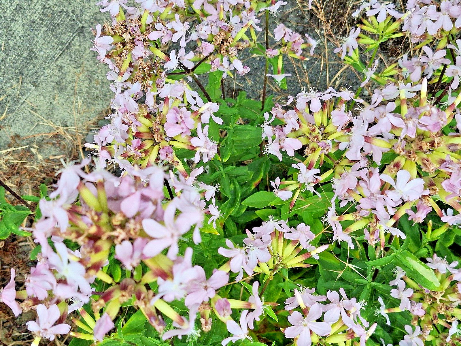 BLUSH PINK MALTICE CROSS 100 SEEDS. RARE COLOR, LYCHNIS CHALCEDONICA