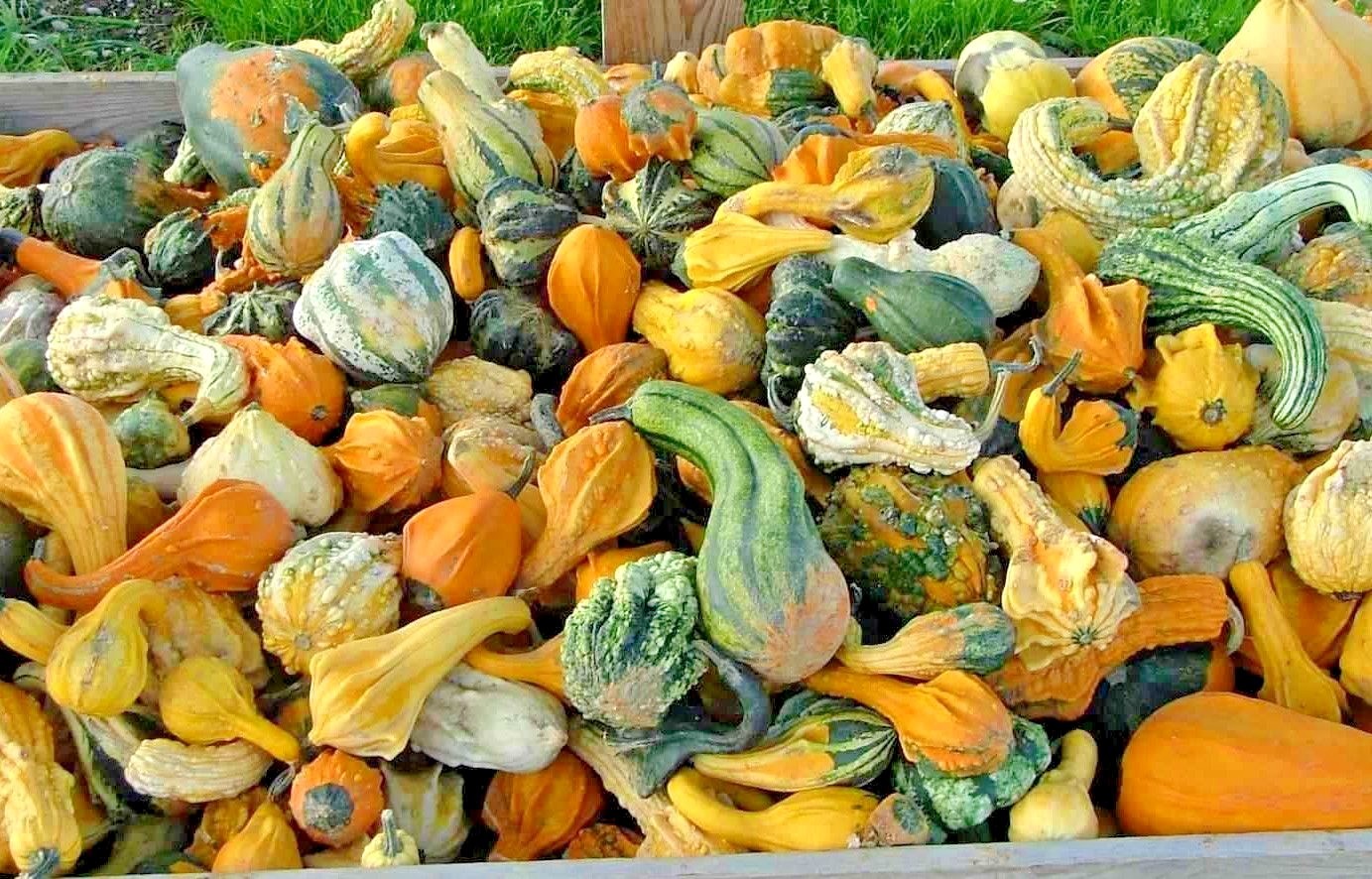 30+SMALL MIXED GOURDS Seeds Hard Shell Type Crafts Autumn Decoration Baskets
