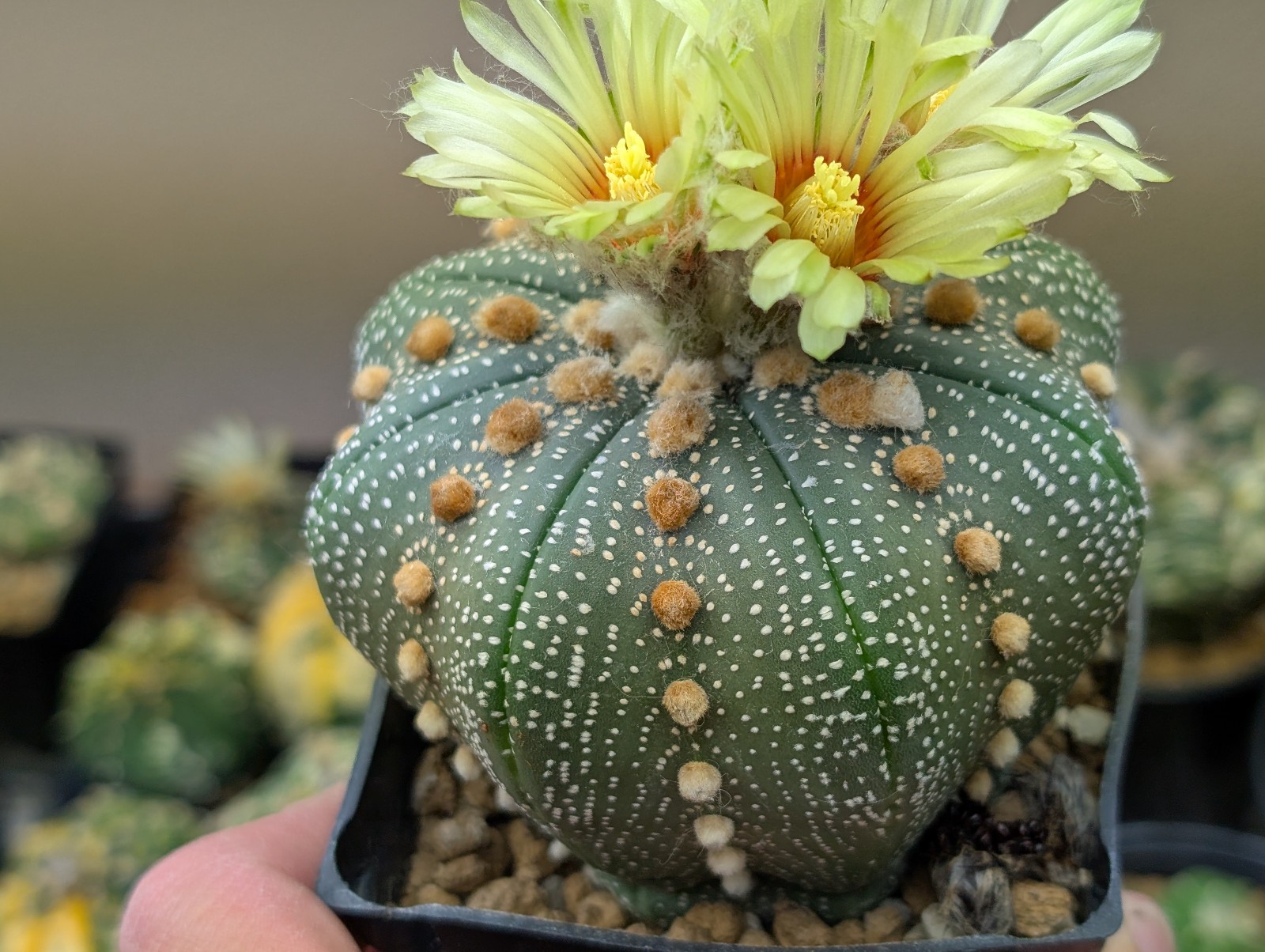 Astrophytum asterias “Mixed Cultivar” 100 Seeds