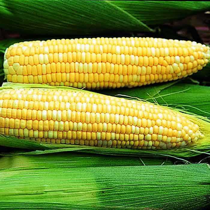 Ambrosia F1 Hybrid Corn Seeds | 25 – 2,500 Seeds | Bicolor Sweet | Non-GMO 1109