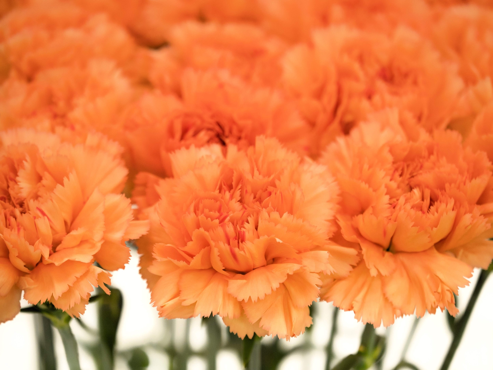 50 ORANGE CARNATION Dianthus Caryophyllus Chabaud Flower Seeds *Flat S/H