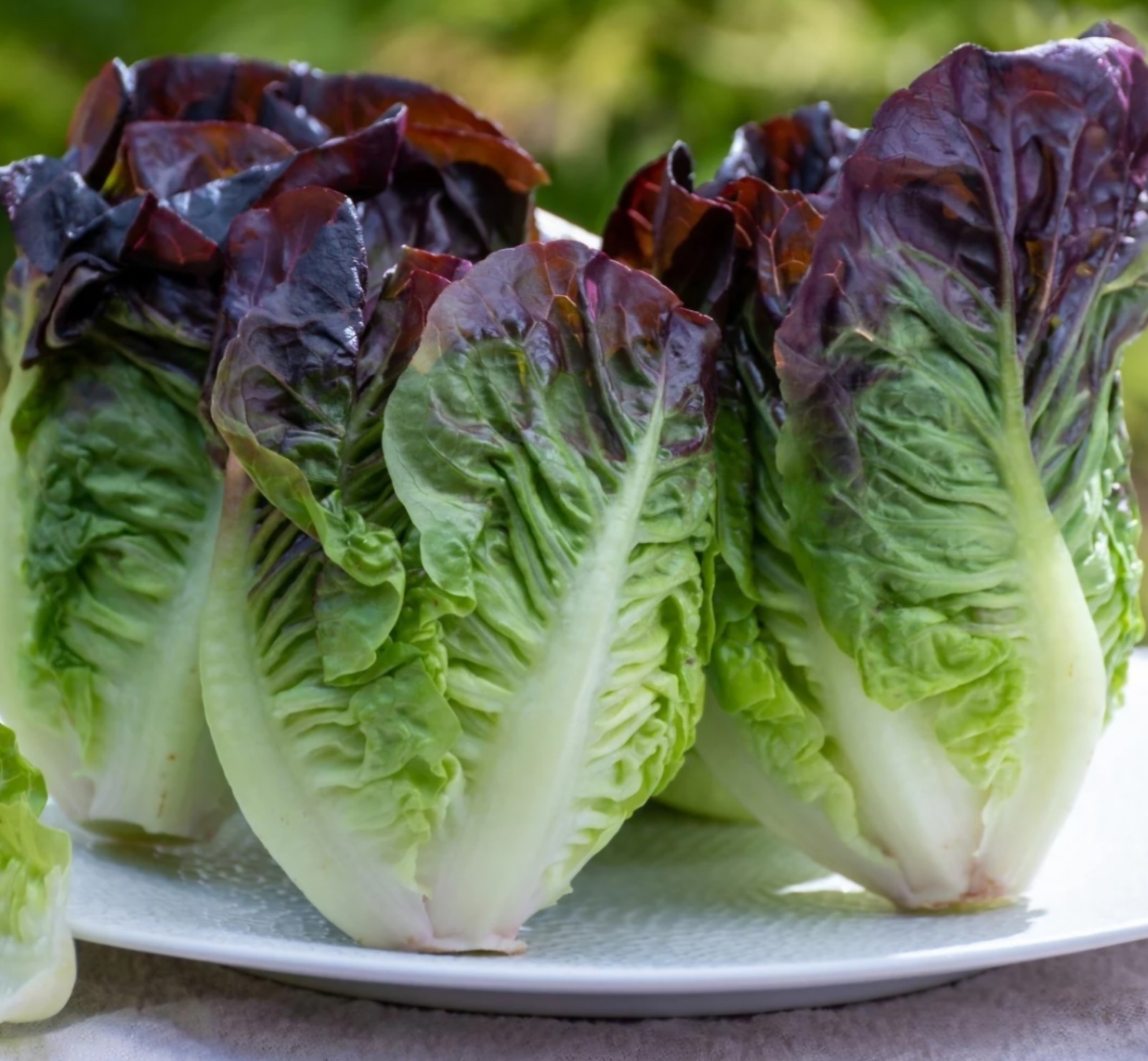 Cimmaron Romaine Lettuce Seeds (200) / Florida / Easy / Cold Tolerant