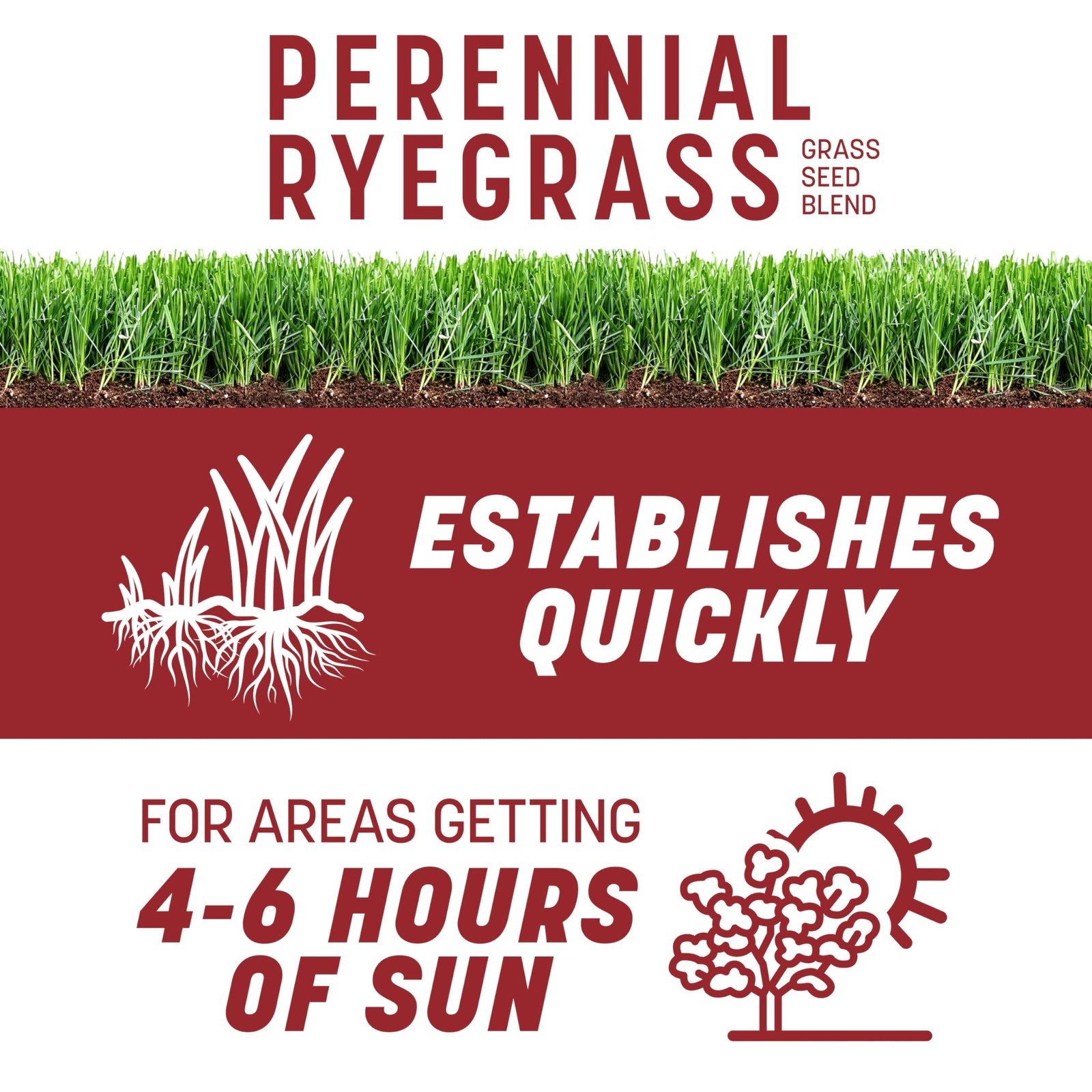 Smart Seed Perennial Ryegrass 3 lb