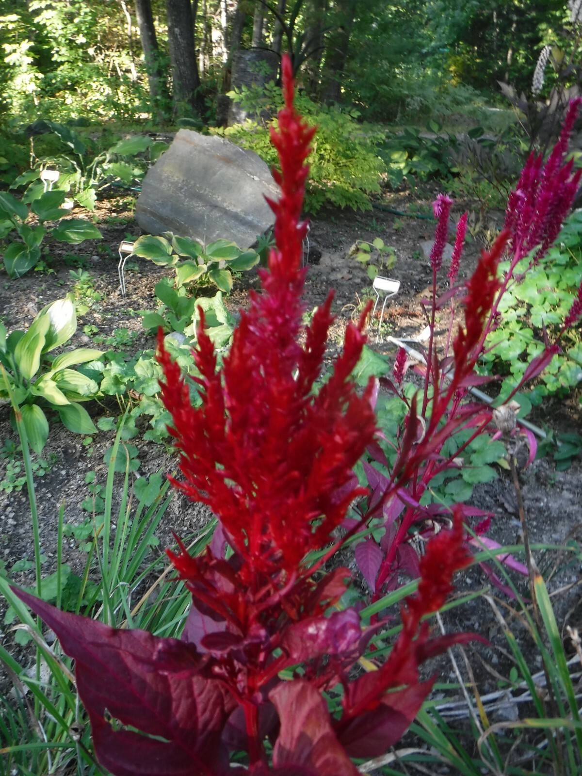celosia pampas plume, feather mix 25+ Seeds