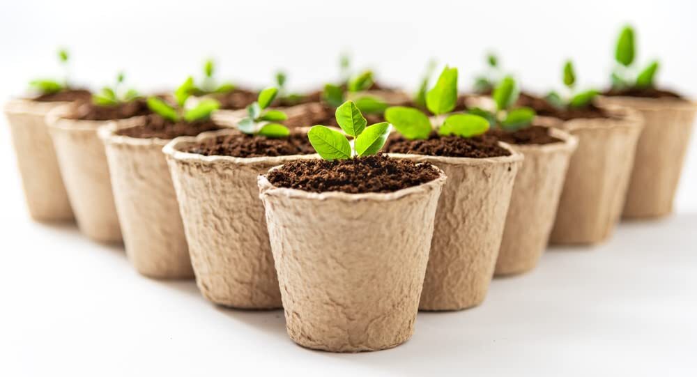 3 Inch Starter Pots – 50 Pack of Biodegradable Containers – Herbs, Trees, Vegeta