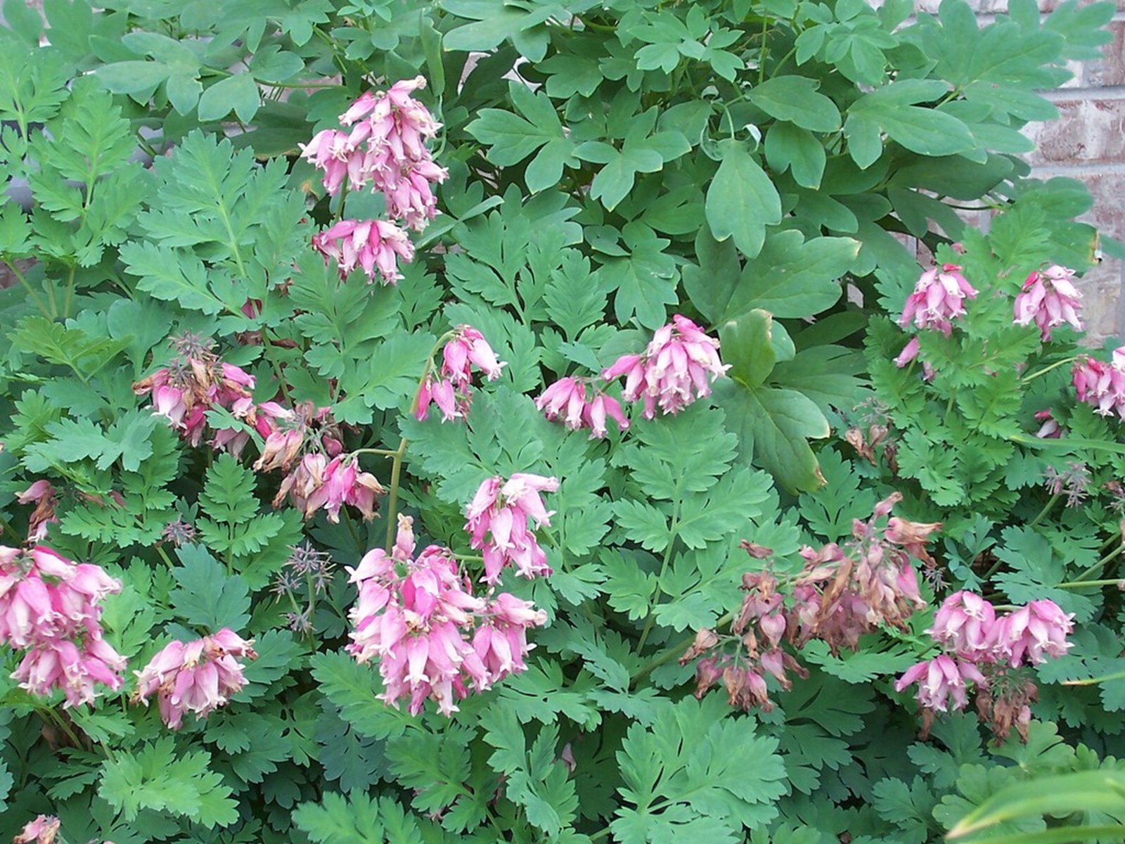 25 Fernleaf Bleeding Heart Seeds Dicentra Spectabilis Flowers US SELLER