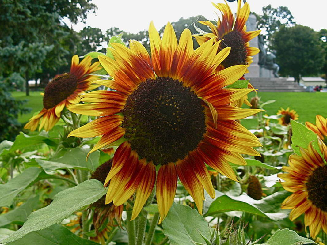 1-2000 PCS Autumn Beauty Sunflower Tree Seeds Helianthus Annus Red Yellow 0137