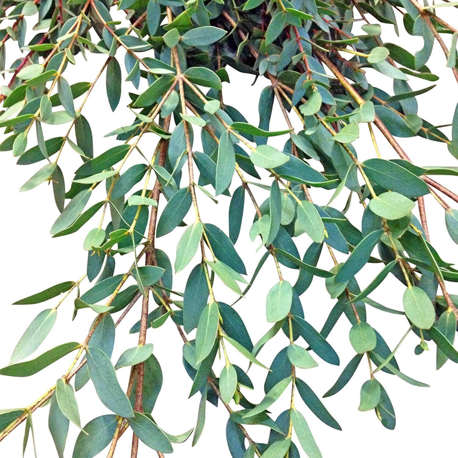 275 Eucalyptus Seeds, USA Seller Free Shipping Seeds Fragrant