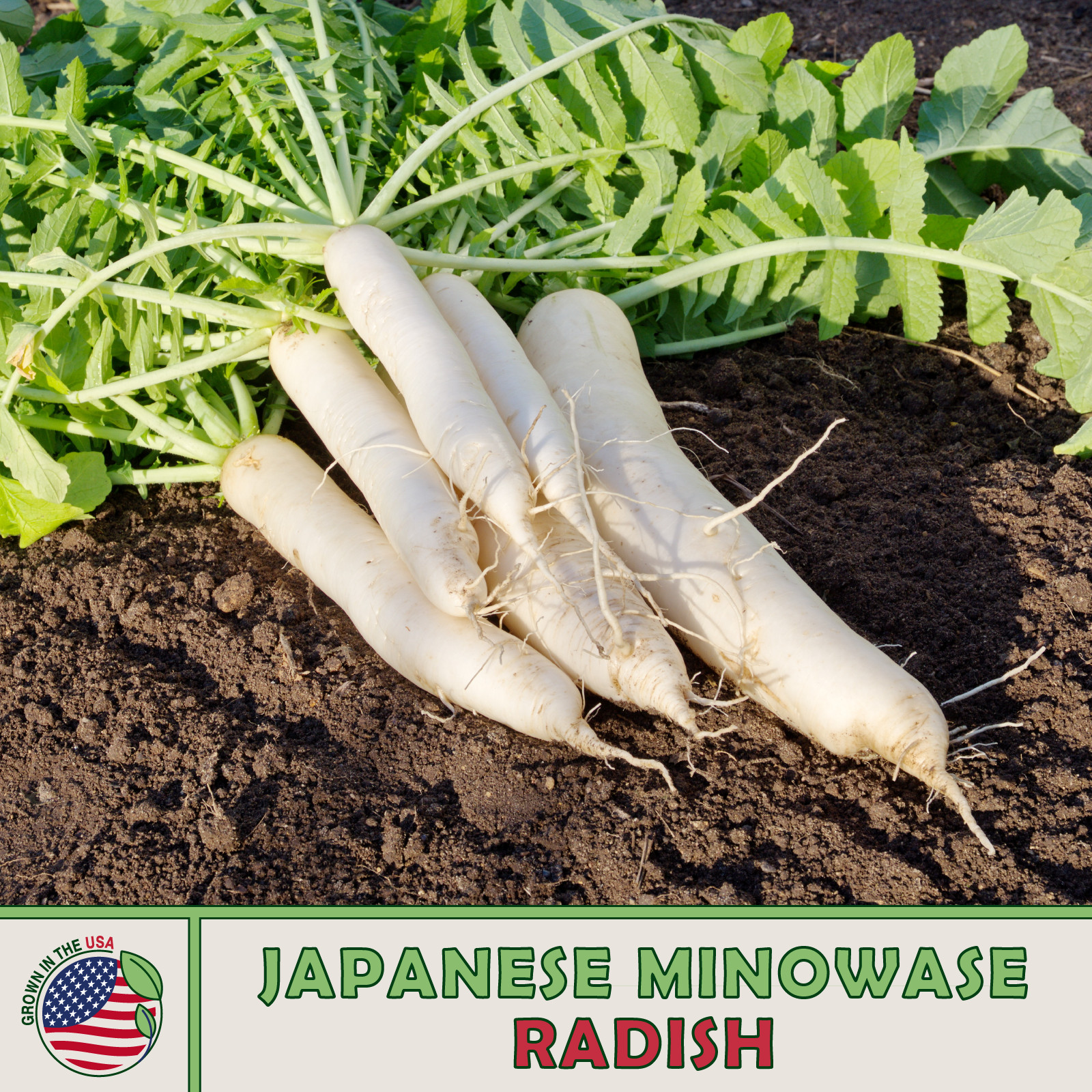 200 Japanese Minowase Daikon Radish Seeds, Raphanus sativus, Genuine USA
