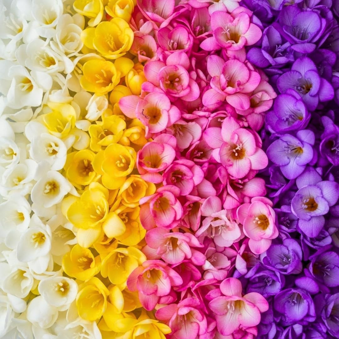 Spring-Ready Mixed Color Freesia Bulbs – 10 Large Blooms for Outdoor Excellence