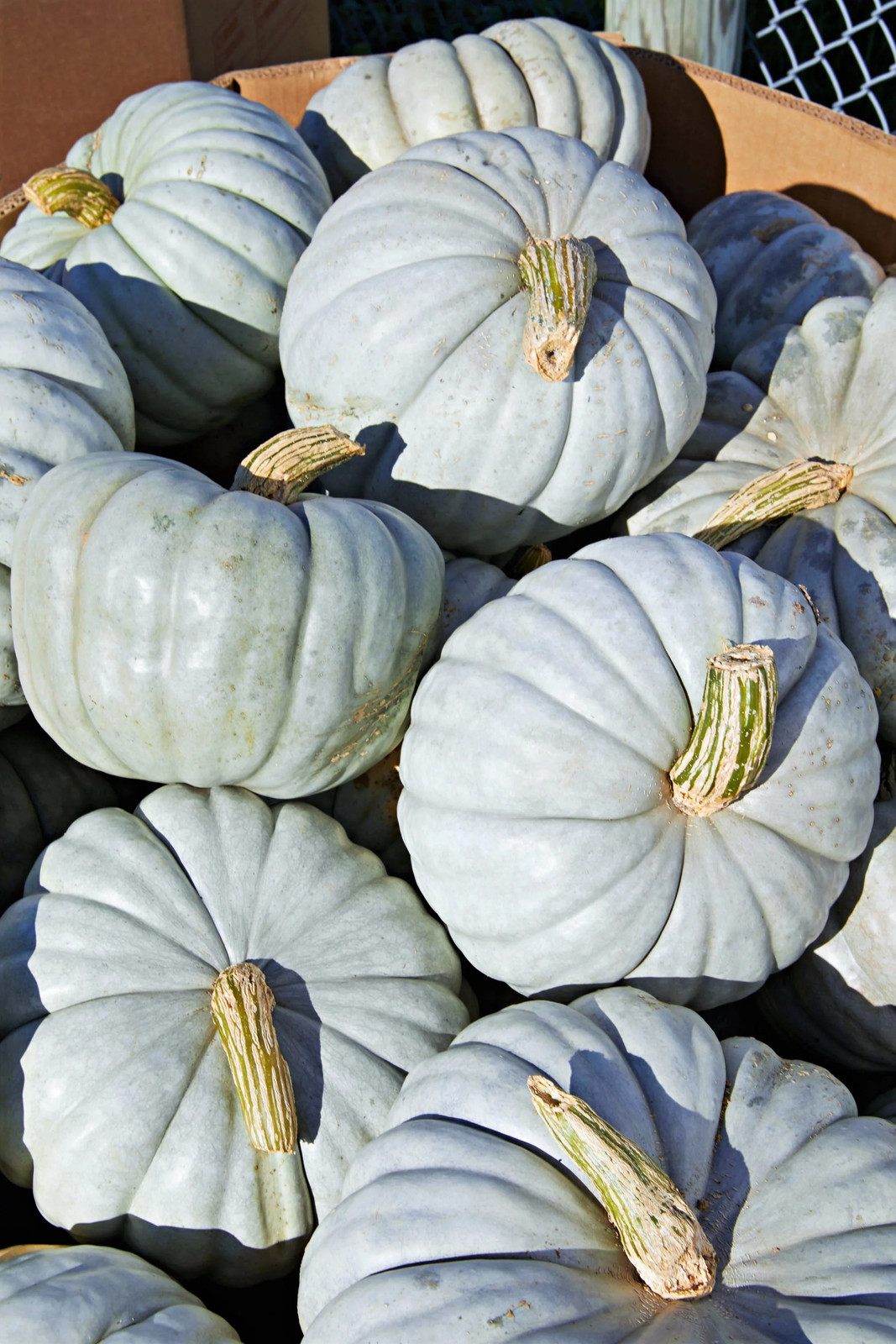 Jarrahdale Blue Pumpkin Seeds | Jarradale Queensland Cinderella Doll 2023 NEW